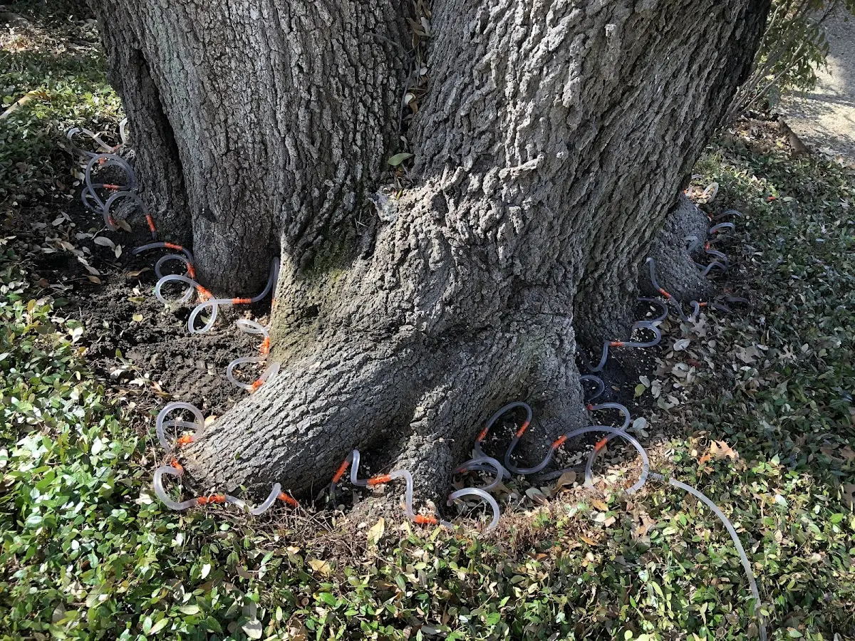 Detailed Tree Cabling and Bracing job site in Prides Crossing